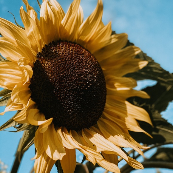 Meet your Posher, Kalysta - Picture 1 of 1